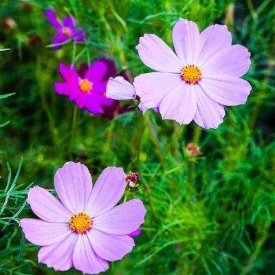 听雪江湖无限元宝版下载